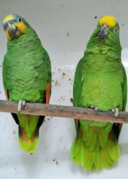 Bournemouth Aviary